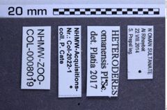 Etiketten zu Heteroderes omanensis (NHMW-ZOO-COL-0008019)